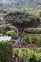 Dracaena draco IMG_8967 Dracena smocza (Canary Islands)